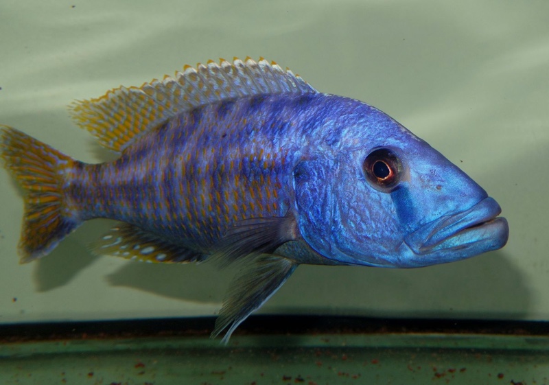 Tyrannochromis nigriventer